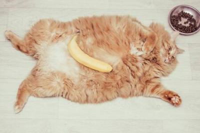 133413882-fat-ginger-cat-lying-on-the-floor-with-a-banana-and-a-bowl