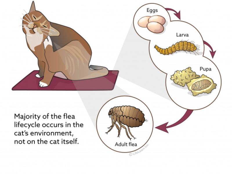 The Flea Life Cycle