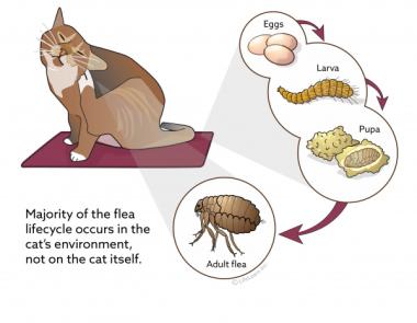 Fleas lifecycle cat 2017-01