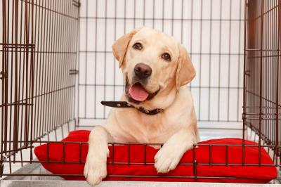 Yellow-lab-on-red-pillow-in-crate-sw
