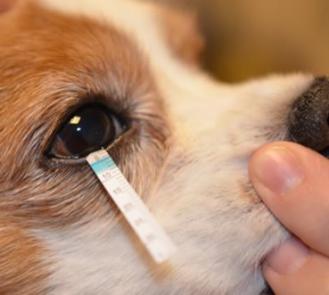 Dry-eye-disease-in-dogs-test