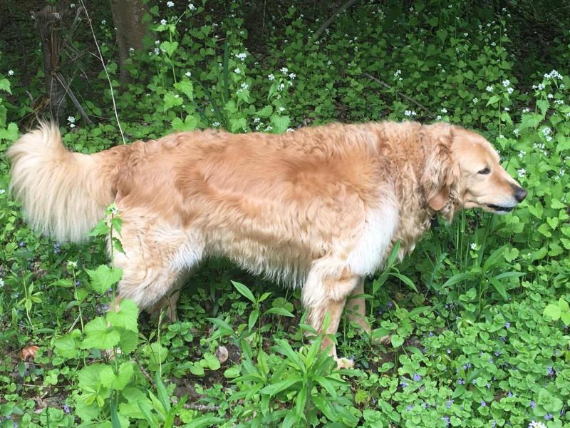 Help! My Dog is Eating Grass!