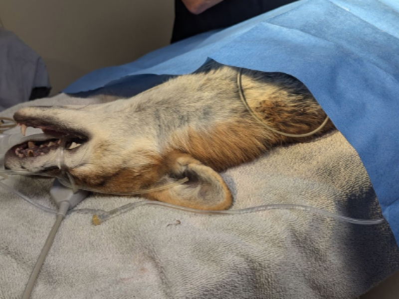 Delmar Animal Hospital Provides Medical Services for Rehabilitated Red Foxes at Trailside Zoo