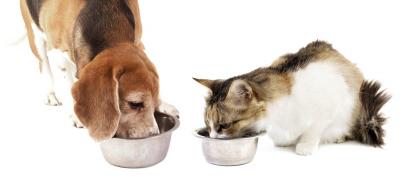 Pets-that-dont-chew-their-food